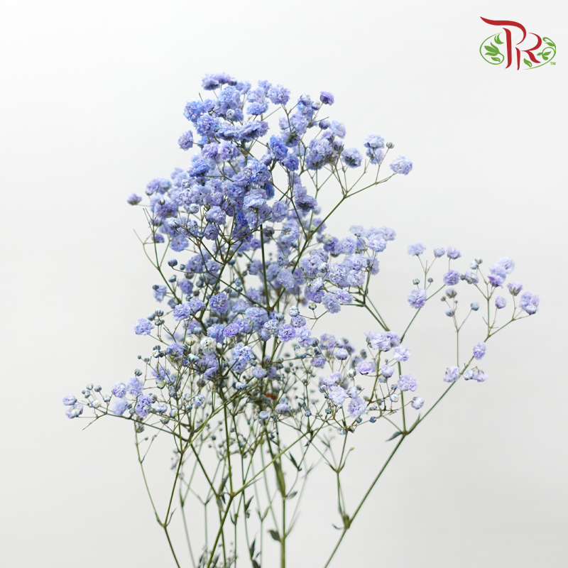 Baby's Breath - Bright Blue (0.4-0.5 kg)-Blue-China-prflorist.com.my