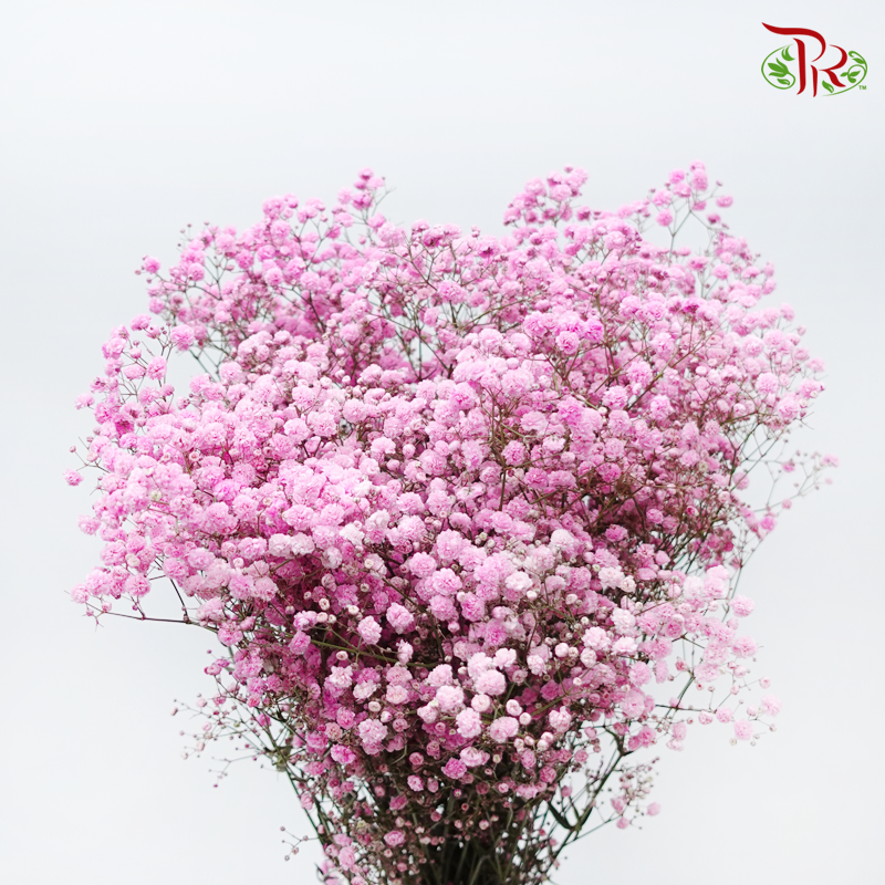 Baby's Breath Dyed - Cherry Pink (0.4 -0.5kg)-Light Pink-China-prflorist.com.my