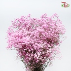 Baby's Breath Dyed - Cherry Pink (0.4 -0.5kg)-Light Pink-China-prflorist.com.my