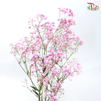 Baby's Breath Dyed - Cherry Pink (0.4 -0.5kg)-Light Pink-China-prflorist.com.my