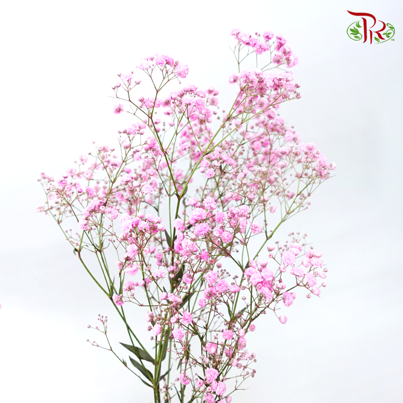 Baby's Breath Dyed - Cherry Pink (0.4 -0.5kg)-Light Pink-China-prflorist.com.my