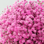 Baby's Breath Dyed - Cherry Pink (0.4 -0.5kg)-Pink-China-prflorist.com.my