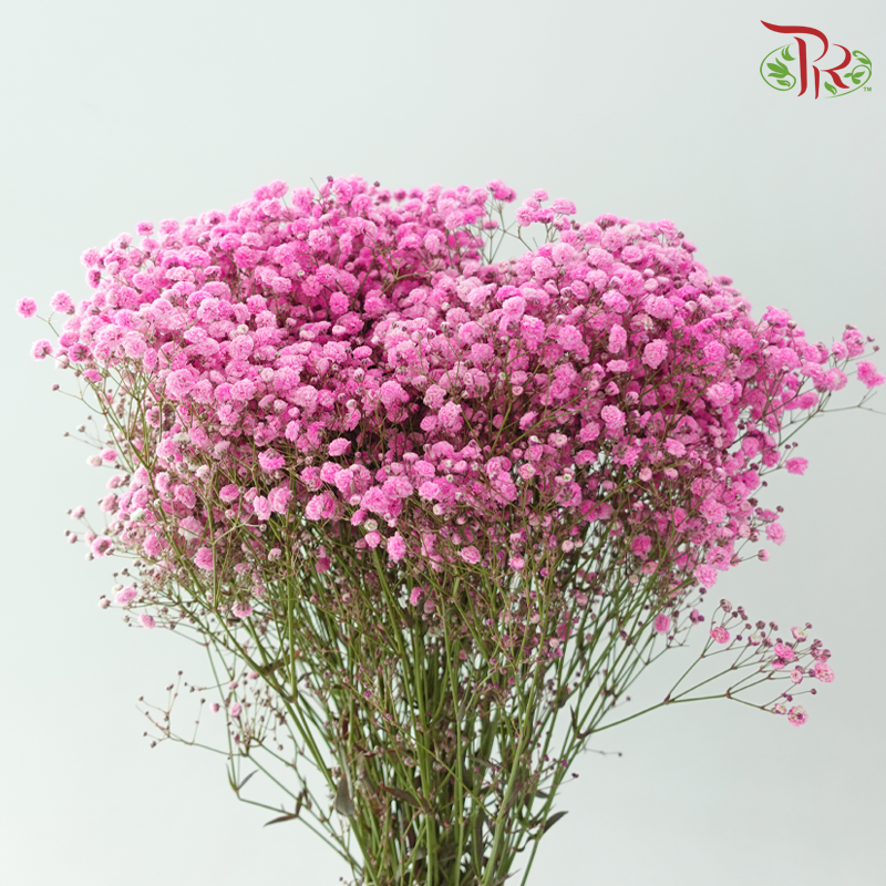 Baby's Breath Dyed - Cherry Pink (0.4 -0.5kg)-Pink-China-prflorist.com.my