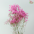 Baby's Breath Dyed - Cherry Pink (0.4 -0.5kg)-Pink-China-prflorist.com.my