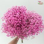 Baby's Breath Dyed - Cherry Pink (0.4 -0.5kg)-Pink-China-prflorist.com.my