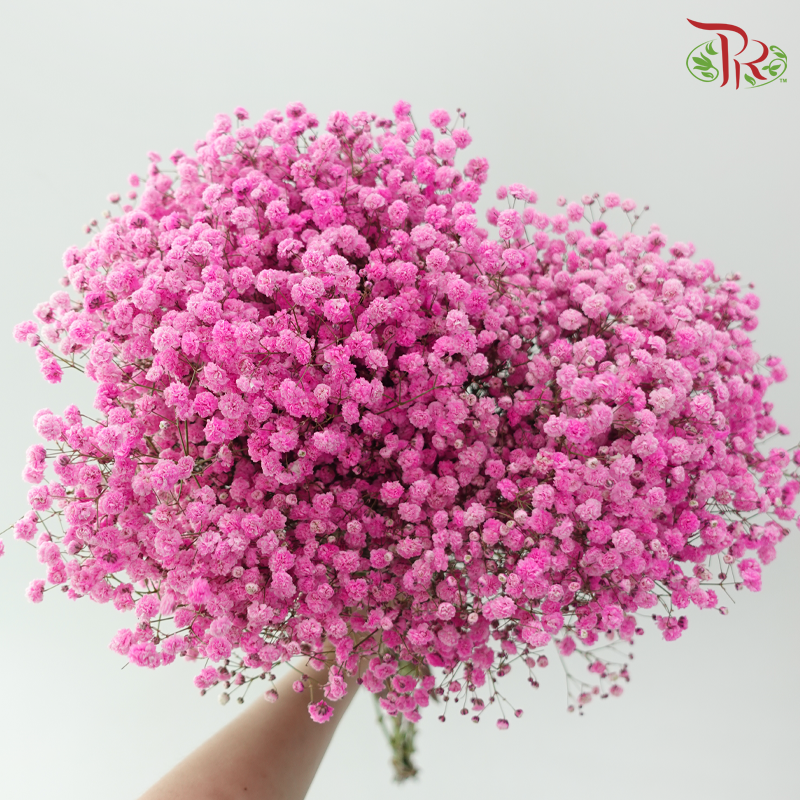 Baby's Breath Dyed - Cherry Pink (0.4 -0.5kg)-Pink-China-prflorist.com.my