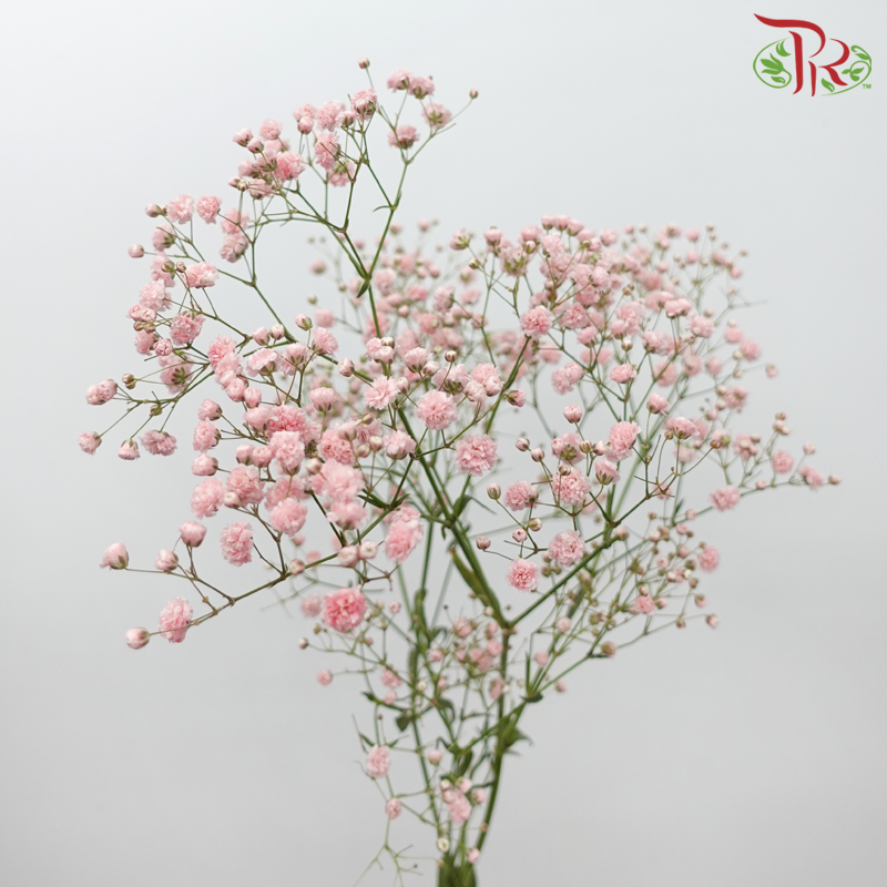 Baby's Breath Dyed - Light Pink (0.4 -0.5kg)-Light Pink-China-prflorist.com.my