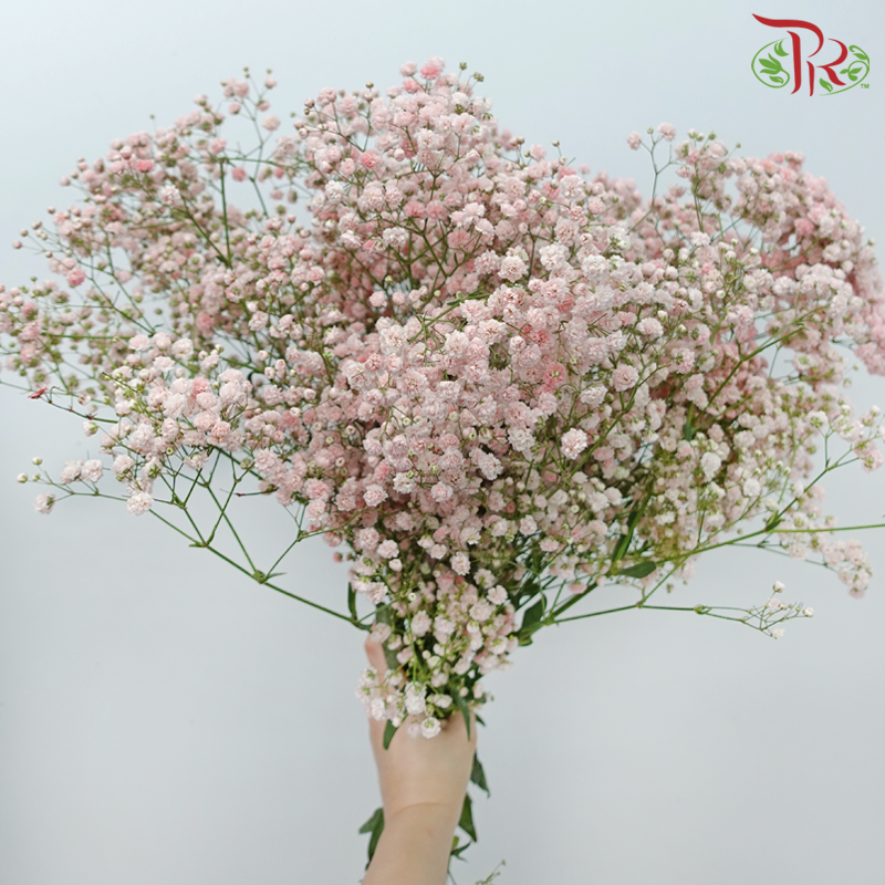 Baby's Breath Dyed - Light Pink (0.4 -0.5kg)-Light Pink-China-prflorist.com.my