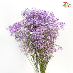 Baby's Breath Dyed - Light Purple (0.4- 0.5kg)-Purple-China-prflorist.com.my