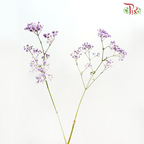 Baby's Breath Dyed - Light Purple (0.4- 0.5kg)-Purple-China-prflorist.com.my