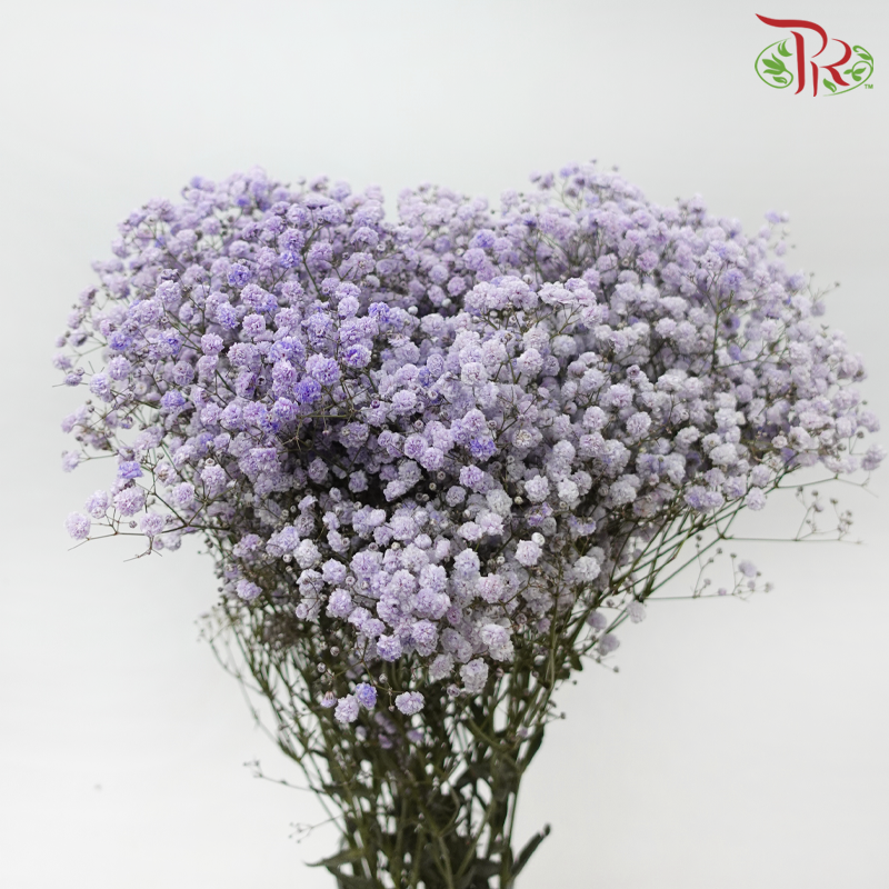 Baby's Breath Dyed - Lilac (0.4- 0.5kg)-Purple-China-prflorist.com.my