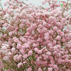 Baby's Breath Dyed - Pastel Pink (0.4 -0.5kg)-Pink-China-prflorist.com.my