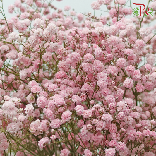 Baby's Breath Dyed - Pastel Pink (0.4 -0.5kg)-Pink-China-prflorist.com.my