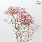 Baby's Breath Dyed - Pastel Pink (0.4 -0.5kg)-Pink-China-prflorist.com.my