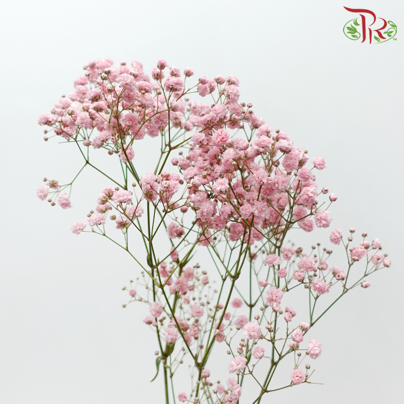 Baby's Breath Dyed - Pastel Pink (0.4 -0.5kg)-Pink-China-prflorist.com.my