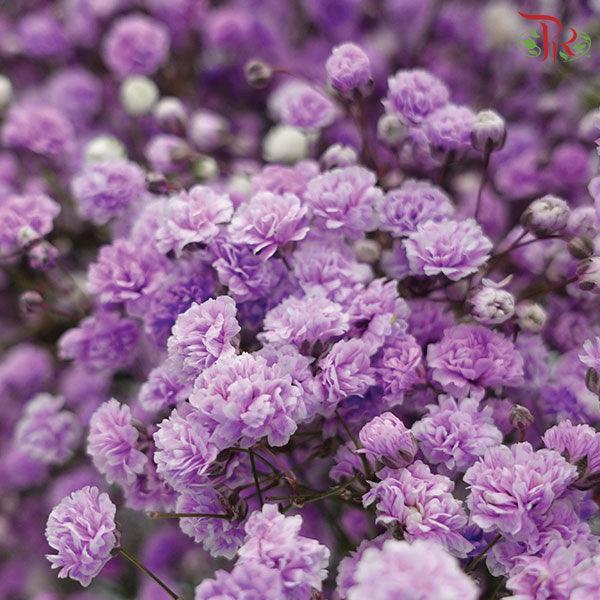Baby's Breath Dyed - Purple (0.4- 0.5kg)-Purple-China-prflorist.com.my