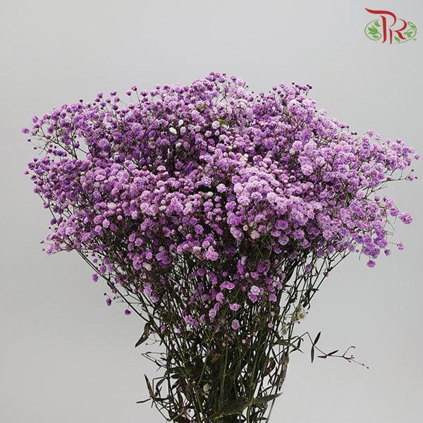 Baby's Breath Dyed - Purple (0.4- 0.5kg)-Purple-China-prflorist.com.my