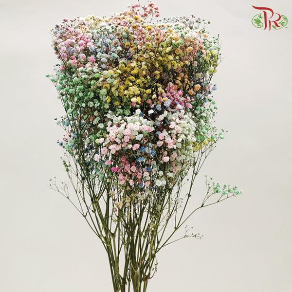 Baby's Breath Dyed - Rainbow (0.4-0.5 kg)-Rainbow-China-prflorist.com.my