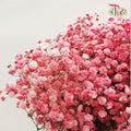 Baby's Breath Dyed - Red (0.4- 0.5kg)-Red-China-prflorist.com.my