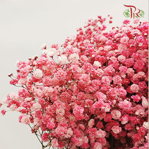 Baby's Breath Dyed - Red (0.4- 0.5kg)-Red-China-prflorist.com.my