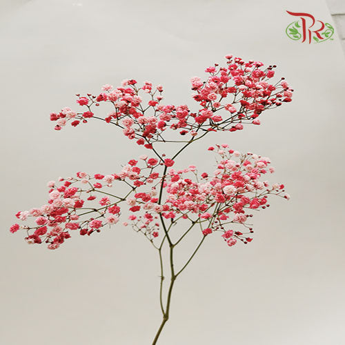 Baby's Breath Dyed - Red (0.4- 0.5kg)-Red-China-prflorist.com.my