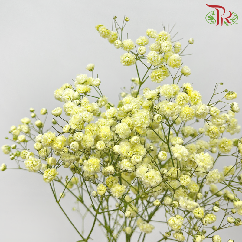 Baby's Breath - Light Yellow (0.4-0.5 kg)-Light Yellow-China-prflorist.com.my