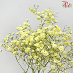 Baby's Breath - Light Yellow (0.4-0.5 kg)-Light Yellow-China-prflorist.com.my