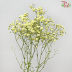 Baby's Breath - Light Yellow (0.4-0.5 kg)-Light Yellow-China-prflorist.com.my