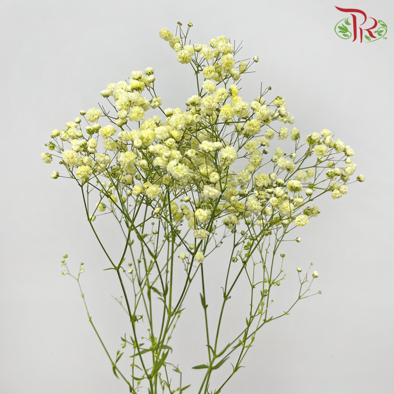 Baby's Breath - Light Yellow (0.4-0.5 kg)-Light Yellow-China-prflorist.com.my