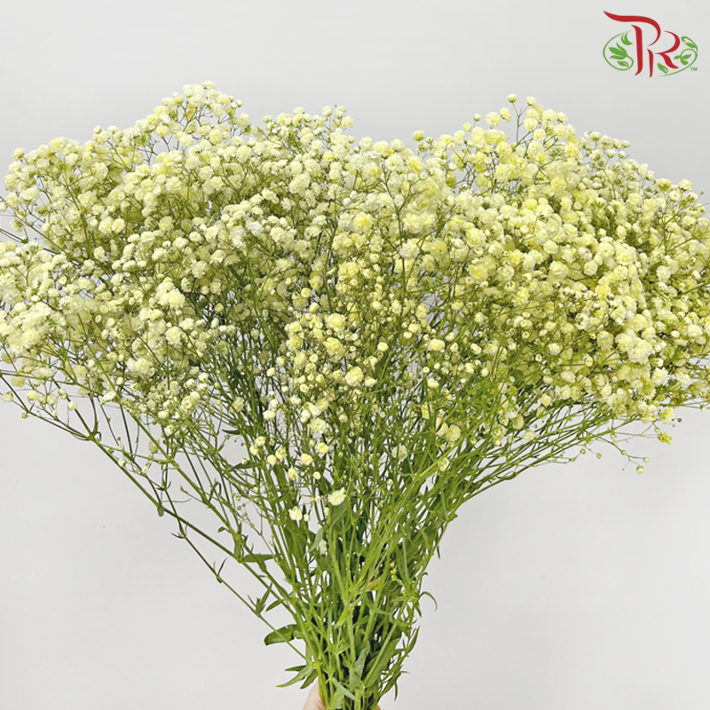 Baby's Breath - Light Yellow (0.4-0.5 kg)-Light Yellow-China-prflorist.com.my