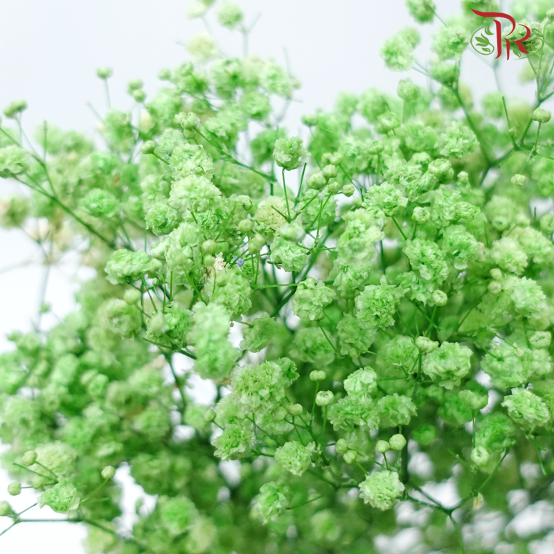 Baby's Breath Preservative - Green-Green-China-prflorist.com.my