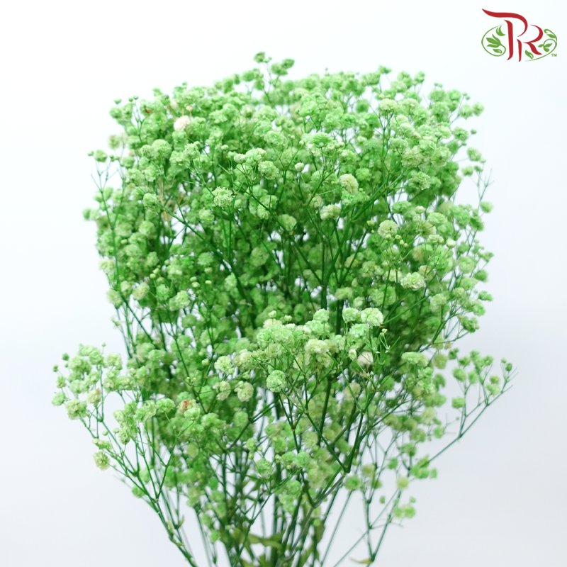 Baby's Breath Preservative - Green-Green-China-prflorist.com.my