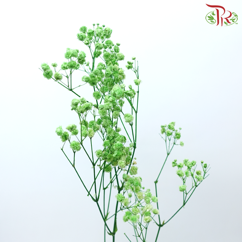 Baby's Breath Preservative - Green-Green-China-prflorist.com.my