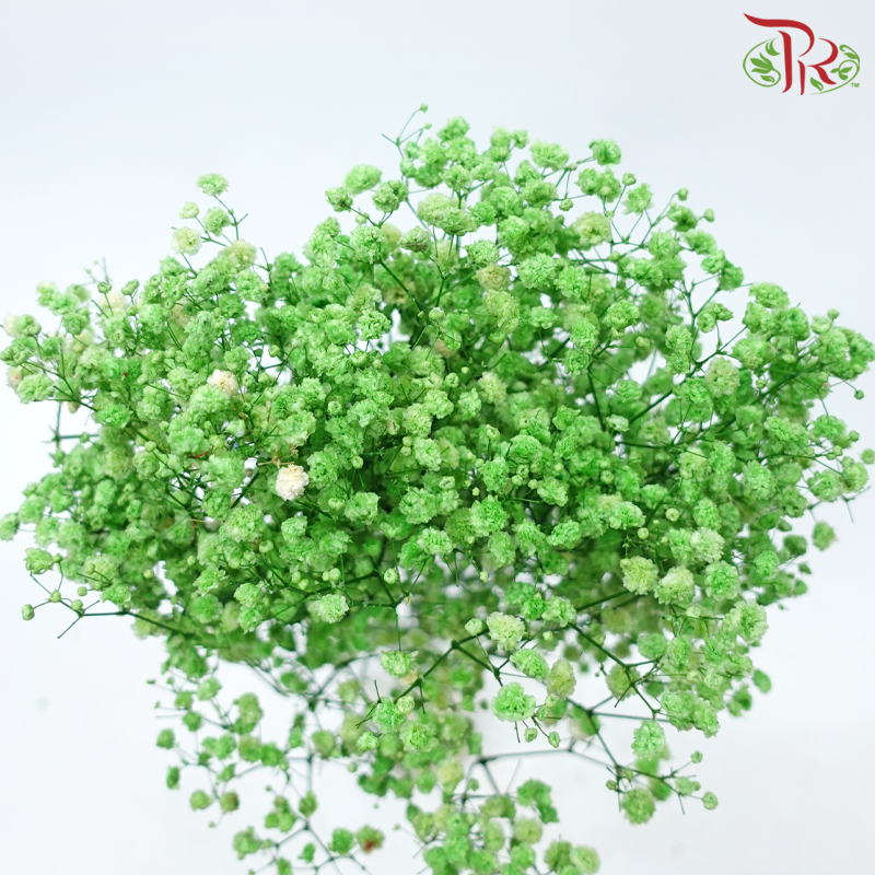 Baby's Breath Preservative - Green-Green-China-prflorist.com.my