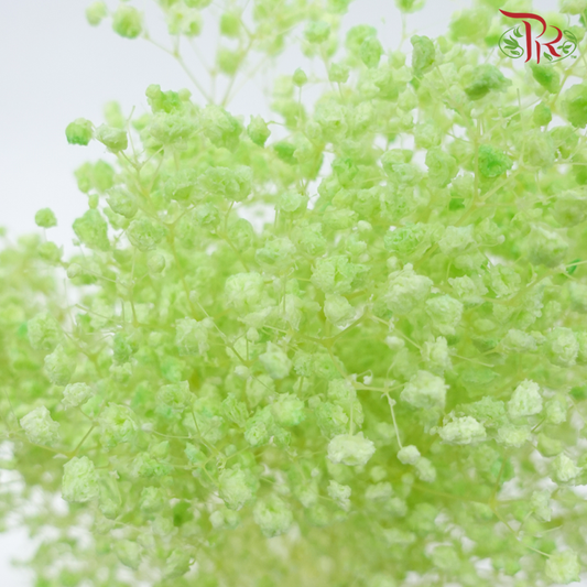 Baby's Breath Preservative - Light Lime Green-Green-China-prflorist.com.my