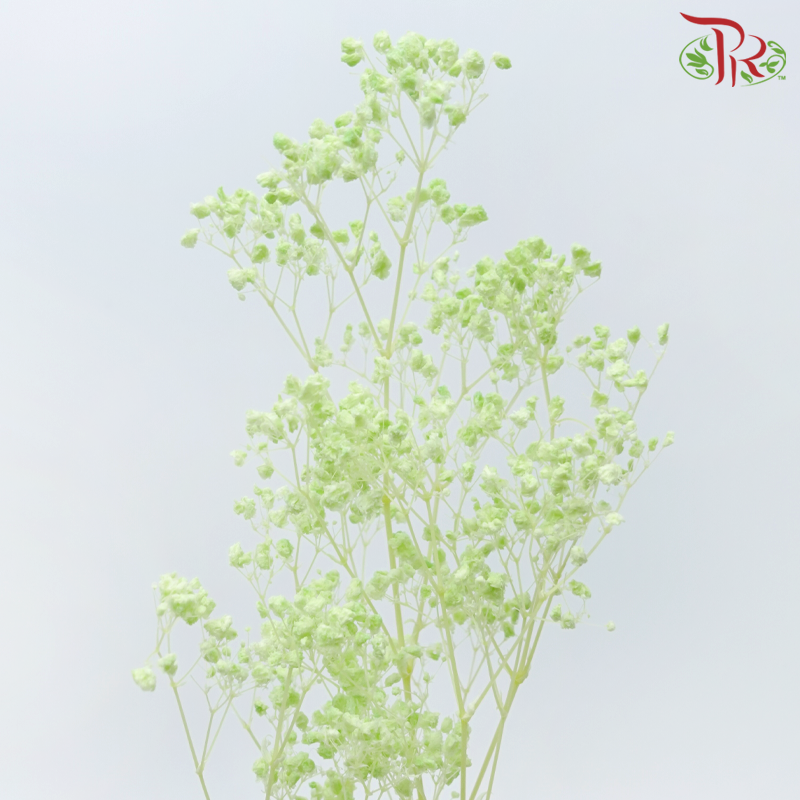 Baby's Breath Preservative - Light Lime Green-Green-China-prflorist.com.my