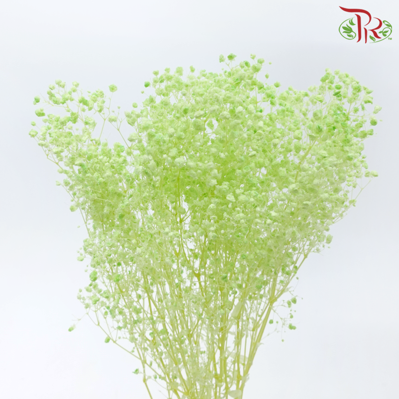 Baby's Breath Preservative - Light Lime Green-Green-China-prflorist.com.my