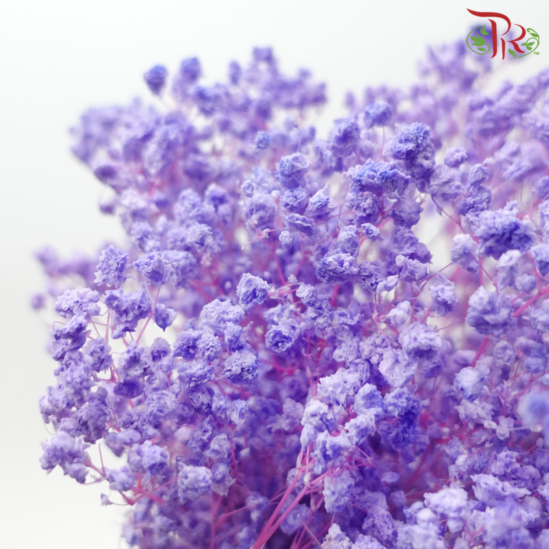 Baby's Breath Preservative - Soft Purple-Purple-China-prflorist.com.my