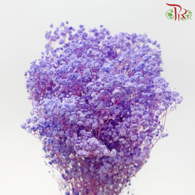 Baby's Breath Preservative - Soft Purple-Purple-China-prflorist.com.my