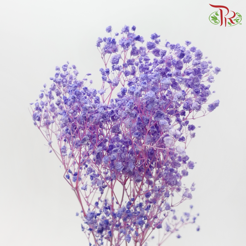 Baby's Breath Preservative - Soft Purple-Purple-China-prflorist.com.my