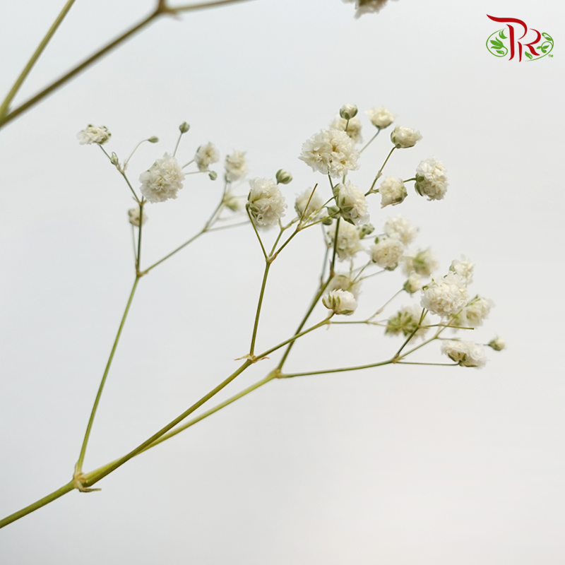 Baby's Breath Preservative - White-White-China-prflorist.com.my