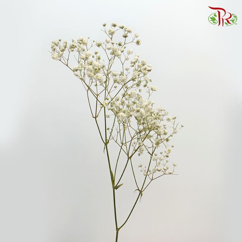 Baby's Breath Preservative - White-White-China-prflorist.com.my