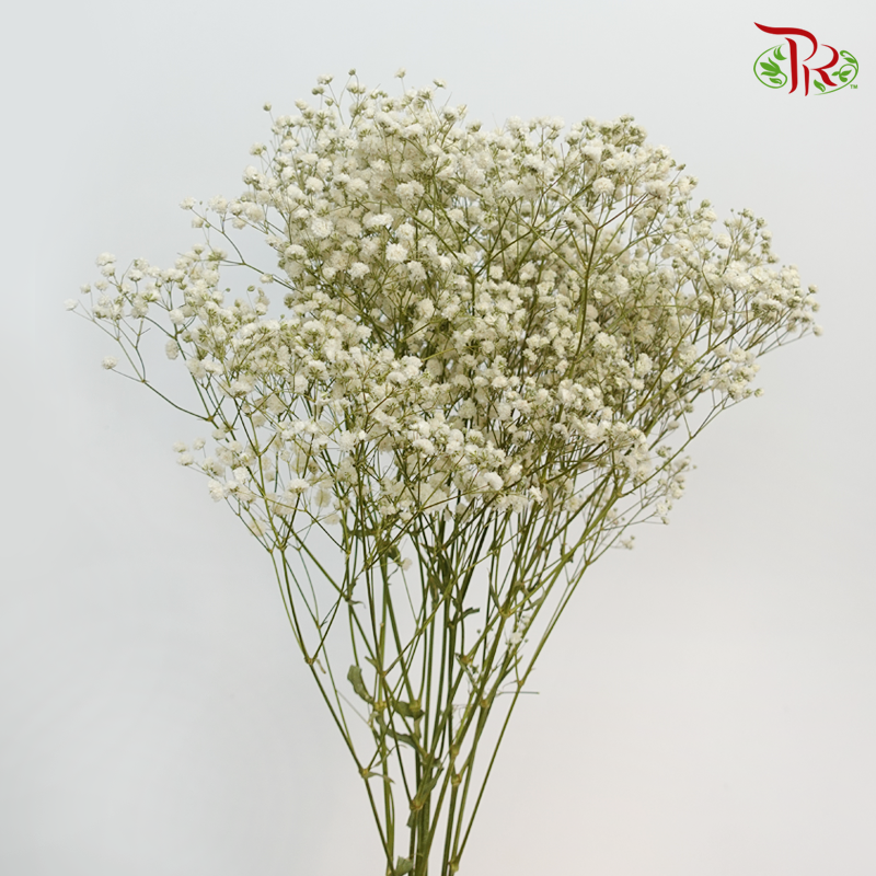 Baby's Breath Preservative - White-White-China-prflorist.com.my