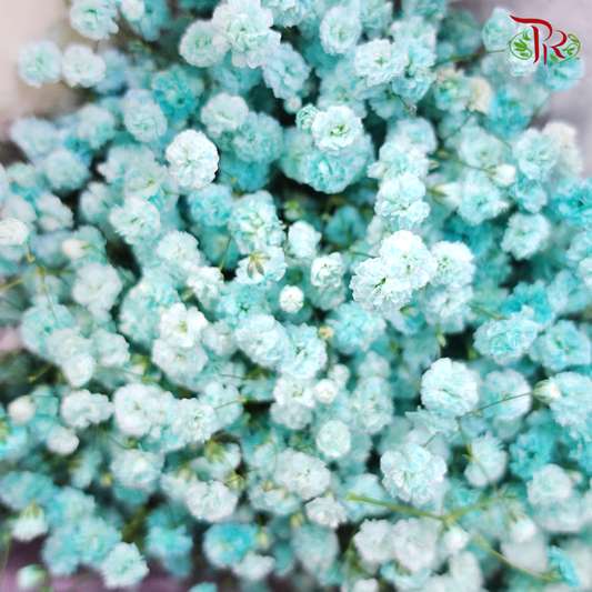 Baby's Breath - Turquoise (0.4-0.5 kg)-Turquoise-China-prflorist.com.my