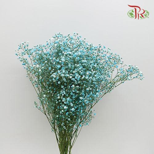 Baby's Breath - Turquoise (0.4-0.5 kg)-Turquoise-China-prflorist.com.my