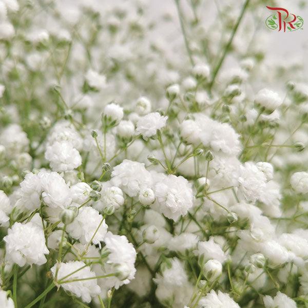 Baby's Breath - White (1KG Per Bundle)-White-China-prflorist.com.my