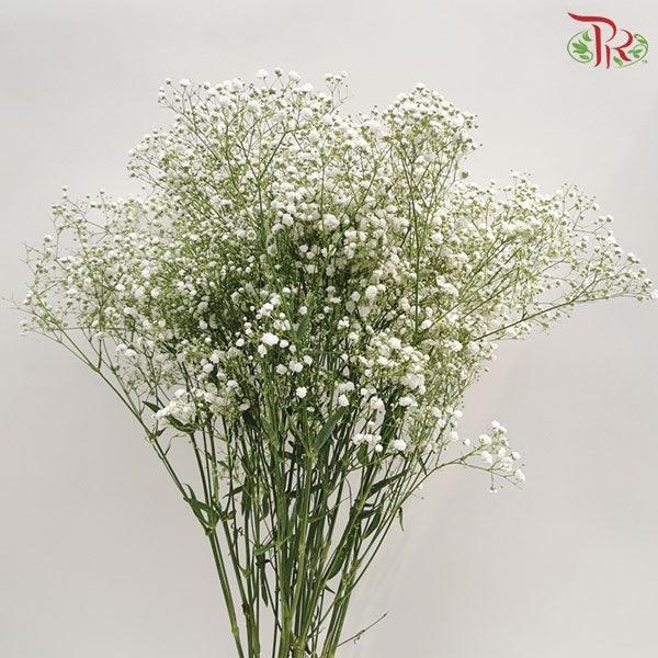 Baby's Breath - White (1KG Per Bundle)-White-China-prflorist.com.my