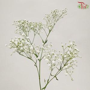 Baby's Breath - White (1KG Per Bundle)-White-China-prflorist.com.my