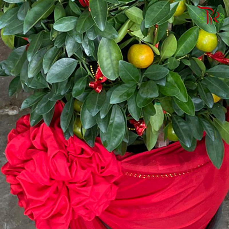 本地桔子树/金桔树 Local Lime Tree/ Kumquat Lime Tree