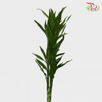 Bamboo Guan Yin - (10 Stems)-Thailand-prflorist.com.my